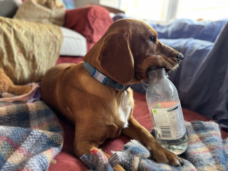 Adolescent Dog Survival Thread - for teenage dirtbags