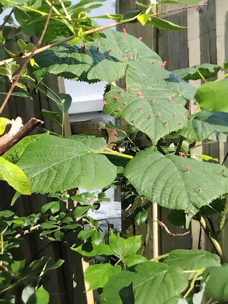 Small red spiky things growing on the leaves of a tree