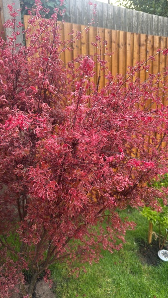 Struggling Acer