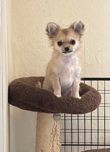 To show you my cat and her kittens for distraction and stress relief purposes?