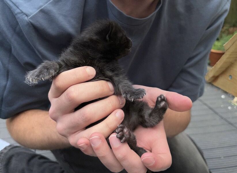 I think this cat is pregnant. What do I do?