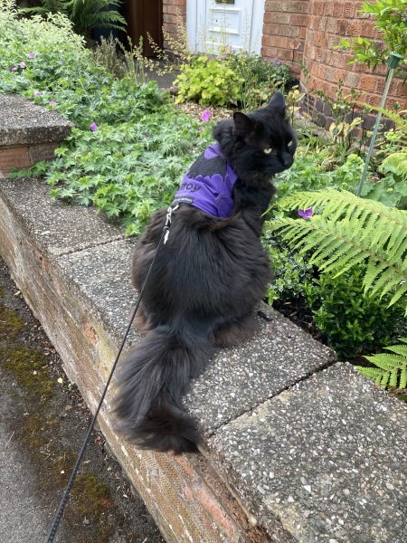 Roond and roond and up and doon - the Excellent Cats roam aboot