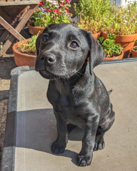 Adolescent Dog Survival Thread - for teenage dirtbags