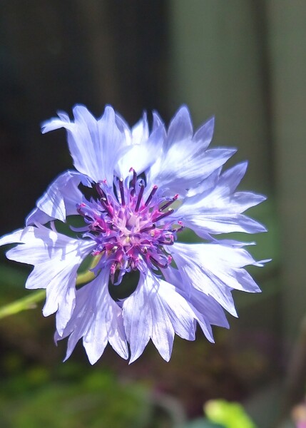 Thread 26 Starmer: Cats, Rebels and Orange Chaos