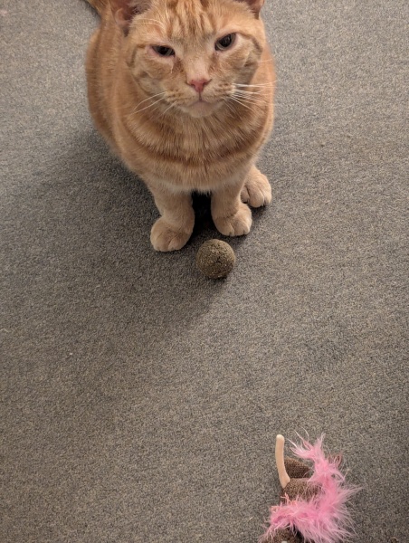 Cat freaked out in graveyard...
