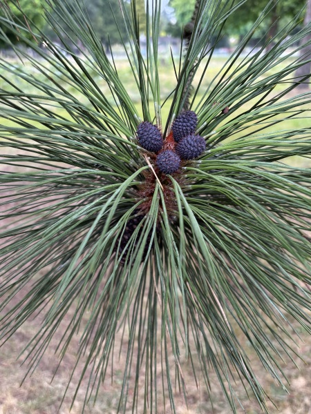 Come and tell us your dull and unexciting news 34: Calmly through the day