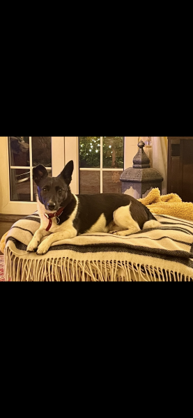 Dog's face severely swollen