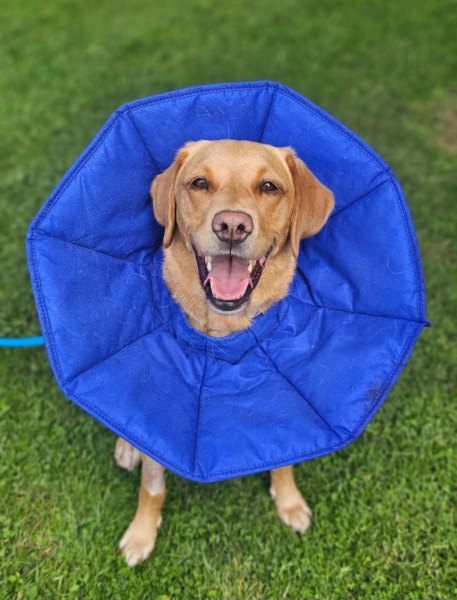 We've exceeded our 10k pet insurance limit