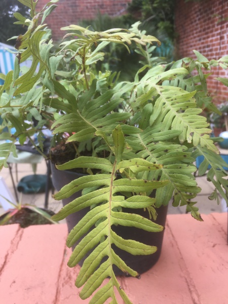 Can anyone ID these ferns?