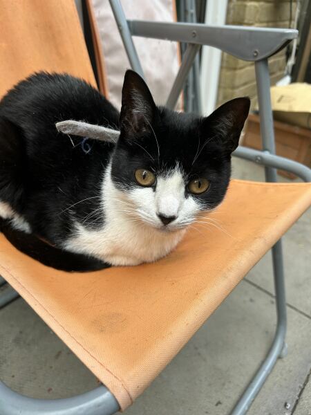 Cats everywhere!