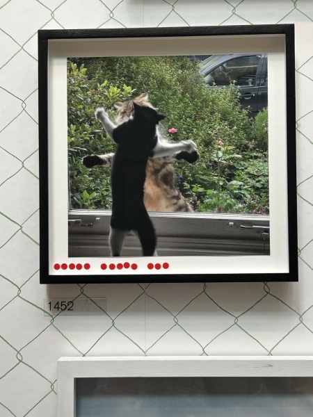 Roond and roond and up and doon - the Excellent Cats roam aboot