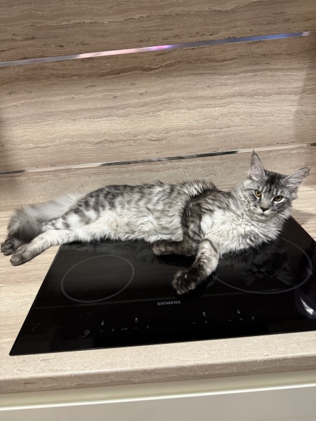 The One after the One where the Excellent Cats posed for a calendar