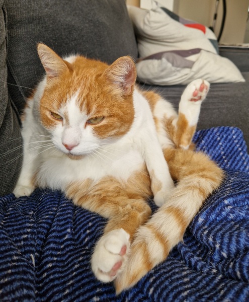 Roond and roond and up and doon - the Excellent Cats roam aboot