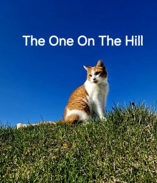 Roond and roond and up and doon - the Excellent Cats roam aboot