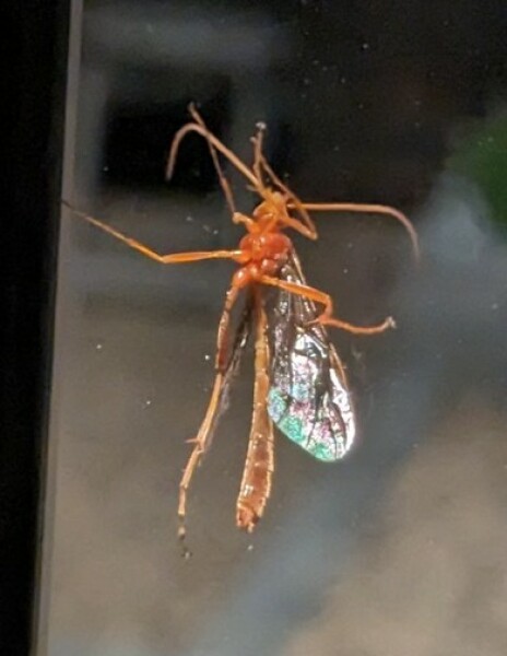 Thread 26 Starmer: Cats, Rebels and Orange Chaos