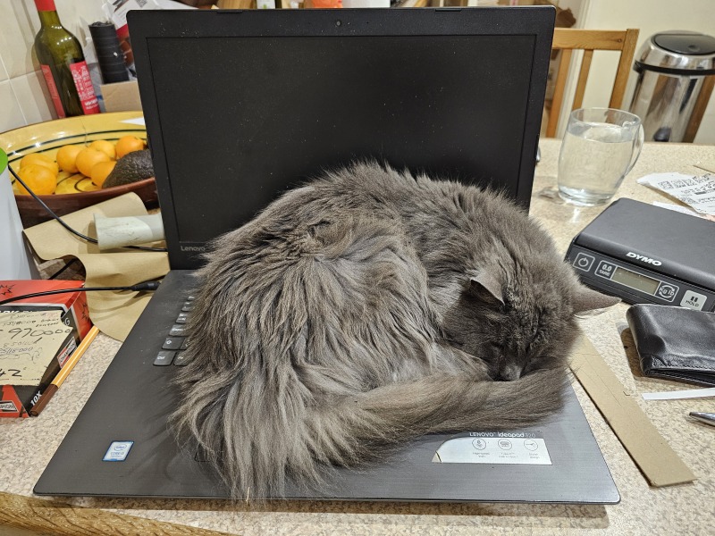 Roond and roond and up and doon - the Excellent Cats roam aboot