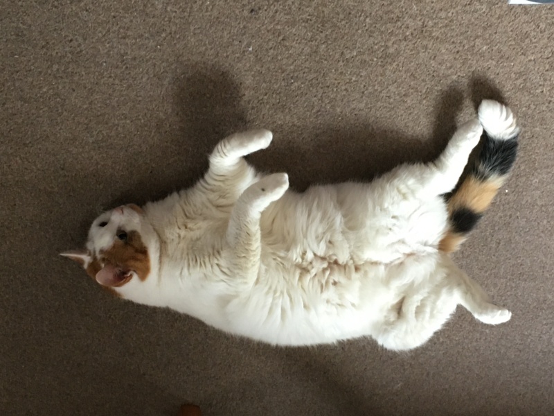 Roond and roond and up and doon - the Excellent Cats roam aboot