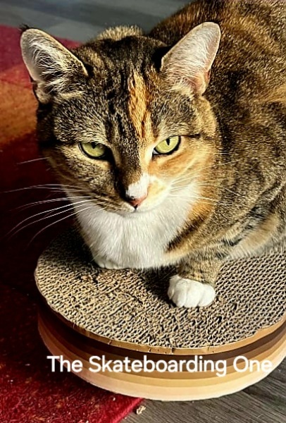 Roond and roond and up and doon - the Excellent Cats roam aboot