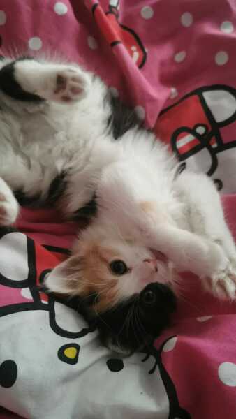 Should I shave my kittens bum?