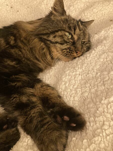 Ageing Cat. Support.