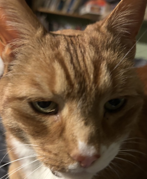 Roond and roond and up and doon - the Excellent Cats roam aboot