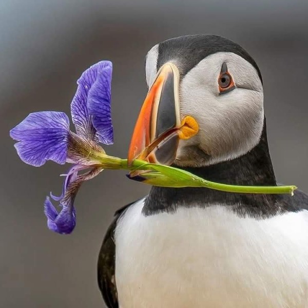 The Bluestocking Women’s Pub - The Return of Salad and the Lion