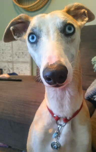 To show you my cat and her kittens for distraction and stress relief purposes?