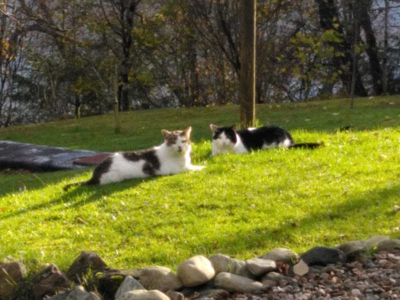 To show you my cat and her kittens for distraction and stress relief purposes?