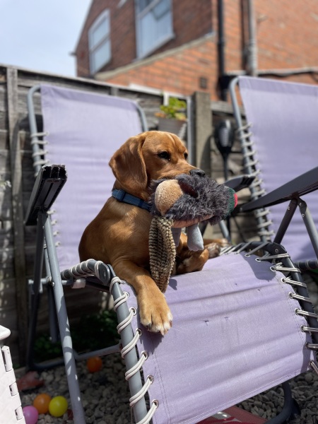 Adolescent Dog Survival Thread - for teenage dirtbags