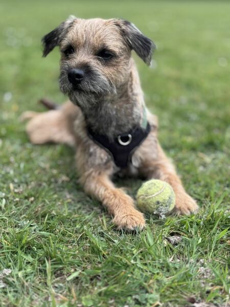 Small dog breed recommendations
