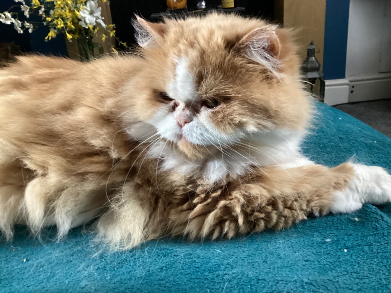 Thread 26 Starmer: Cats, Rebels and Orange Chaos