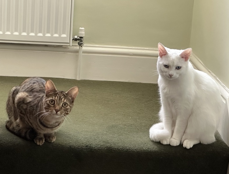 Roond and roond and up and doon - the Excellent Cats roam aboot