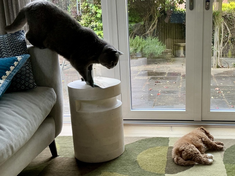Cats everywhere!