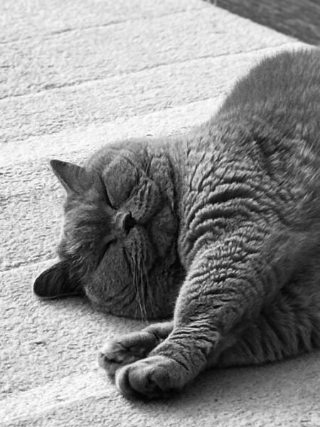 Do you ever look at your cats and wonder what's going on in their tiny fluffy heads?