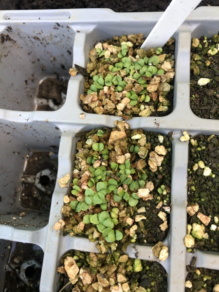 Which three herbs?