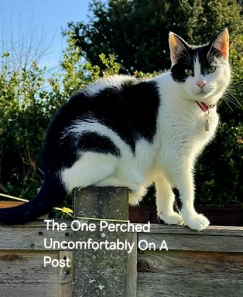 Roond and roond and up and doon - the Excellent Cats roam aboot