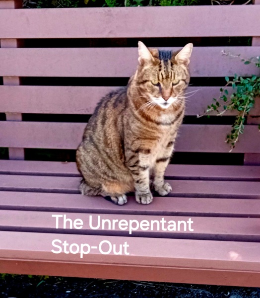 Roond and roond and up and doon - the Excellent Cats roam aboot