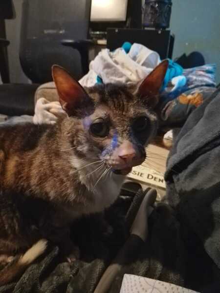 Roond and roond and up and doon - the Excellent Cats roam aboot