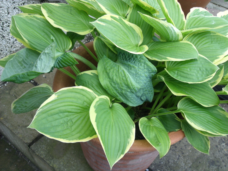 What is wrong with my hosta?