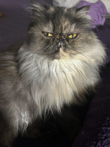 DH says cat needs to show more gratitude