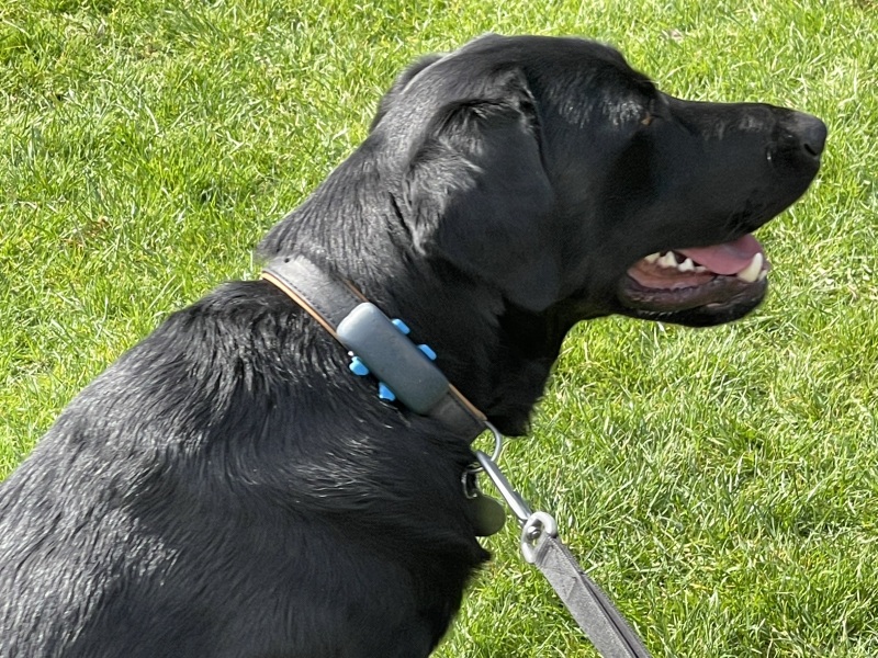 Tell me about your puppy’s routine!