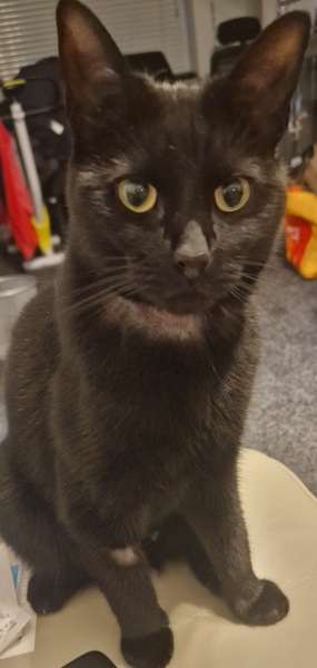 Thread 25 Starmer - Cheers for a falling out among thieves