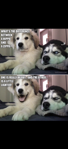 This made me howl laughing.  Anyone else heard a funny joke or seen a funny meme?