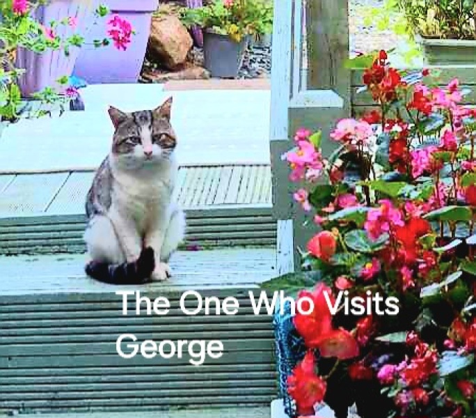 Roond and roond and up and doon - the Excellent Cats roam aboot