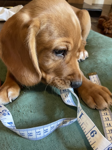 Adolescent Dog Survival Thread - for teenage dirtbags