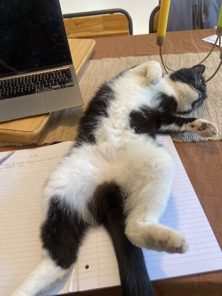 Help and advice needed — cat has tib/fib fracture!