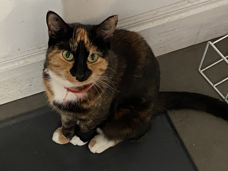 The One after the One where the Excellent Cats posed for a calendar