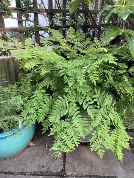 Wild Saturday night chat- Gardening