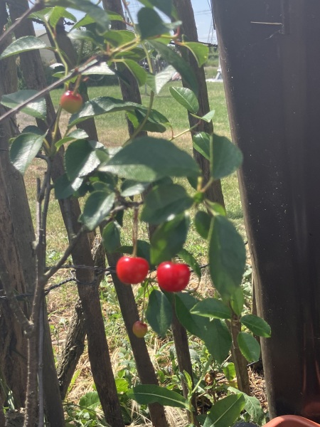 Cherry tree in a pot