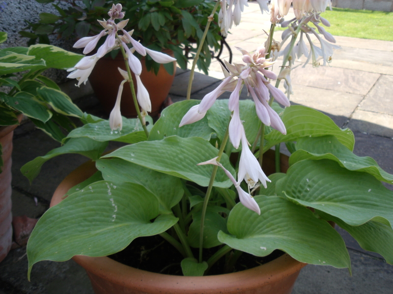 More hosta trouble